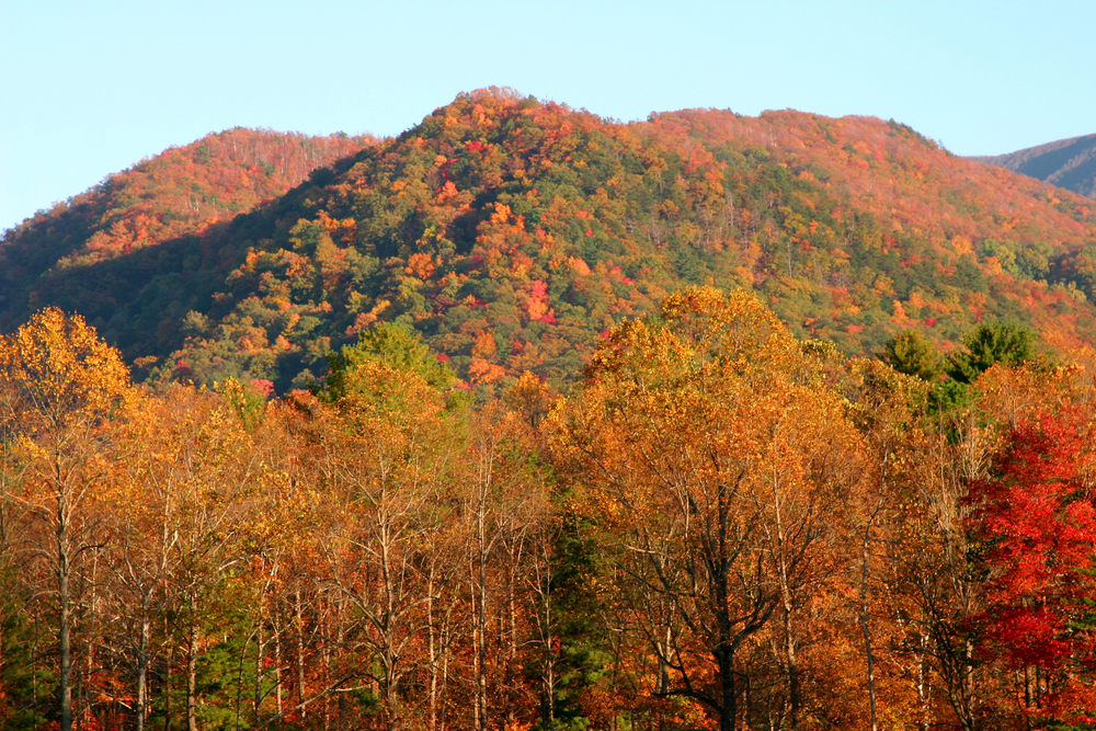 Amazing photo of the fall colors in Cades Cove.