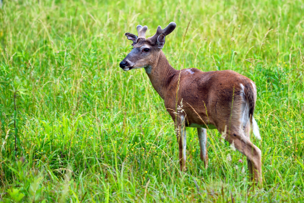 About Cades Cove in the Smoky Mountains