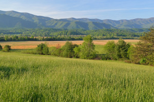 The field of Cades Cove in the summer