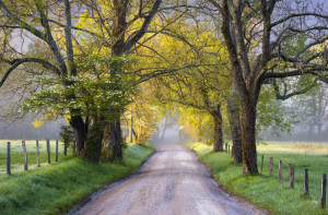 View of the Cades Cove Loop Road in the summertime