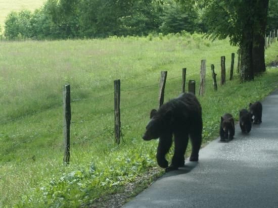 black bears in Cades Cove
