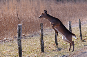 deer in Cades Cove