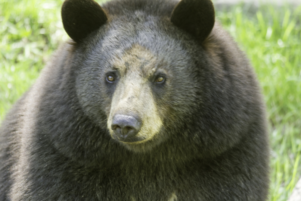 Black bear in the Smoky Mountains