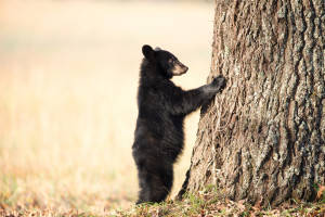 Cades Cove bear next to tree