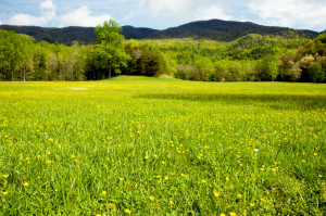 Cades Cove weather in spring