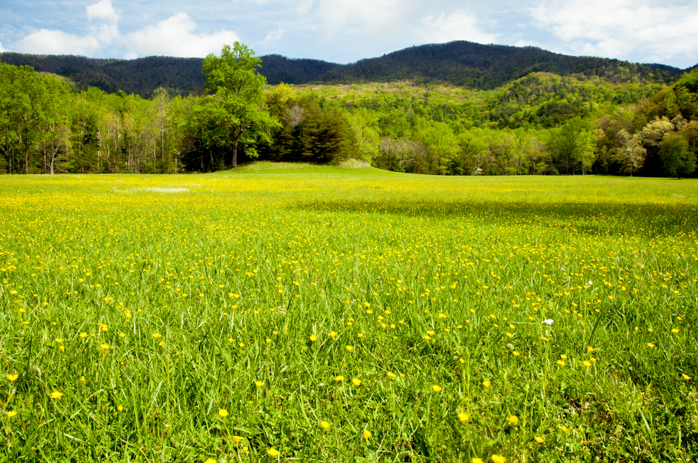 Cades Cove weather in spring