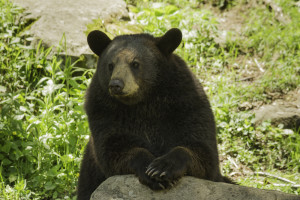 Cades Cove wildlife bear on a rock