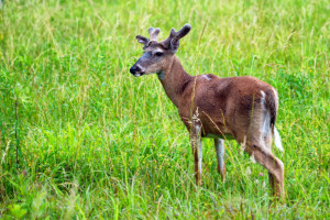 Deer in Cades Cove in the Smoky Mountains