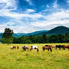 What To Expect When You Visit The Cades Cove Riding Stables