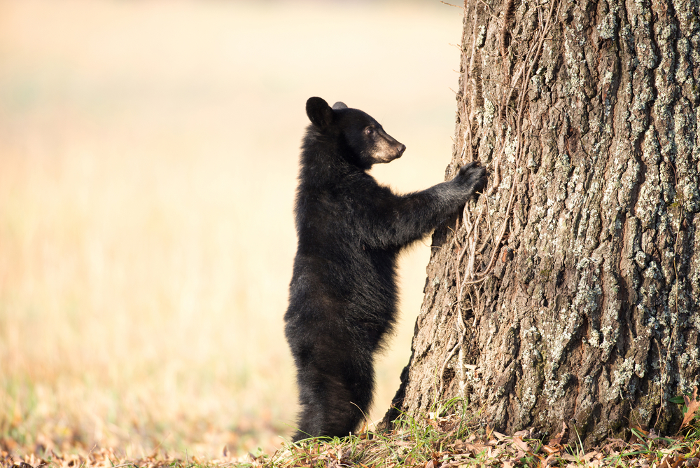 Black bear cub on a tree