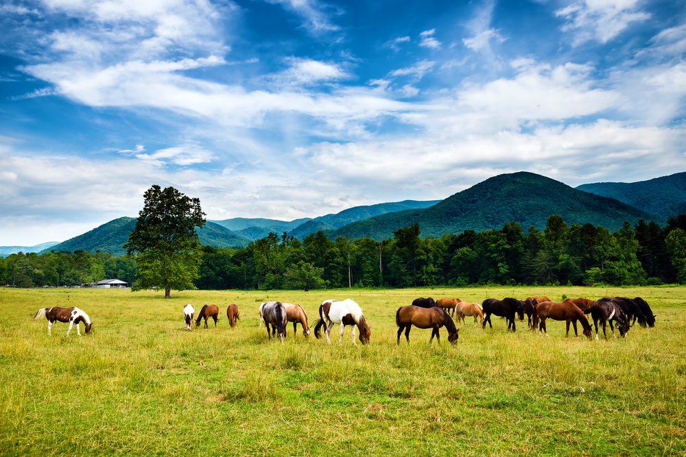 Horses grazing in Cades Cove