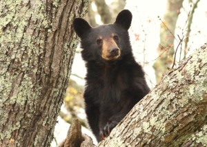 Smoky Mountain black bear in a tree