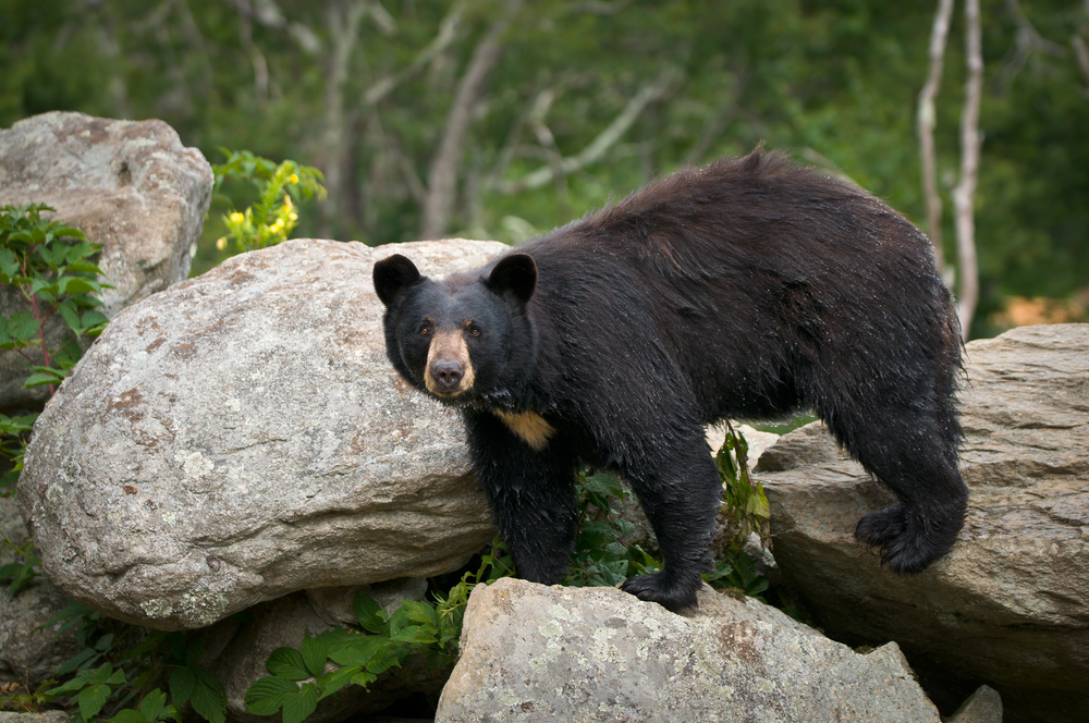 Smoky Mountain black bear on rock in Cades Cove cades cove