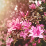 azalea