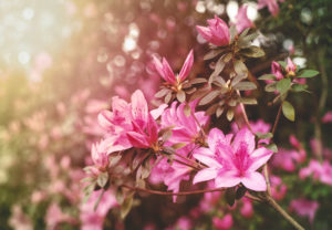 azalea