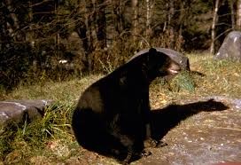 cades cove black bears