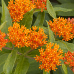 butterfly weed