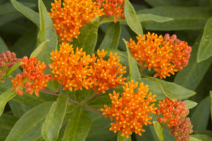 butterfly weed