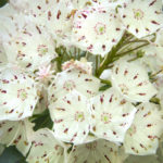 mountain laurel