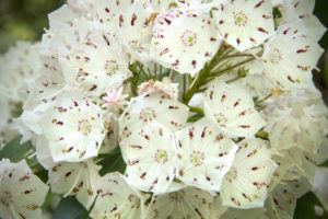 mountain laurel