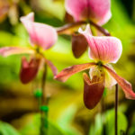 purple lady slipper