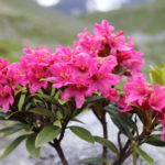rhododendron
