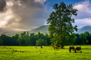 view of horses seen while Cades Cove biking