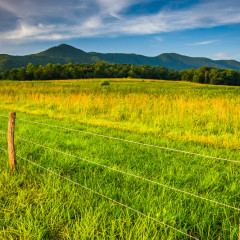 10 Fun Facts About Your Favorite Cades Cove Wildlife: Black Bears