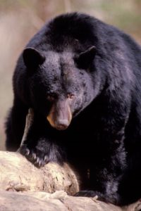 black bears in Cades Cove