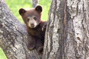 black bears in Cades Cove