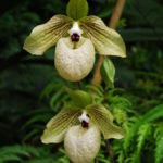 white lady slipper