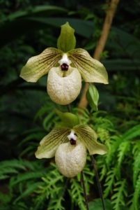 white lady slipper