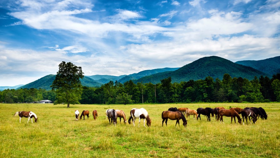 Horses in Cades Cove