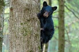 black bears in Cades Cove