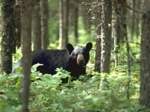 black bears in Cades Cove
