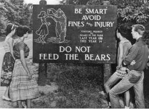 black bears in Cades Cove