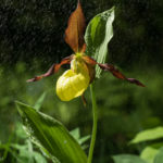 yellow lady slipper